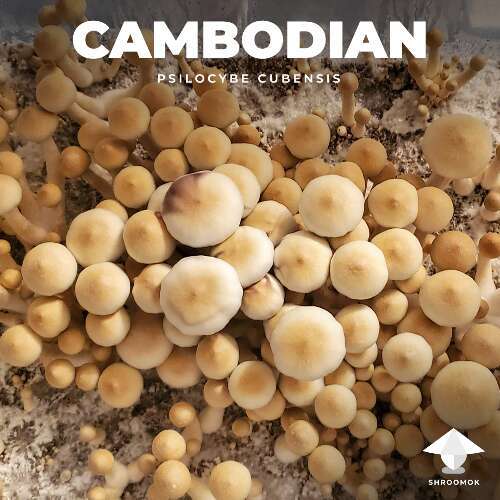 Magic mushroom cambodia growing effects
