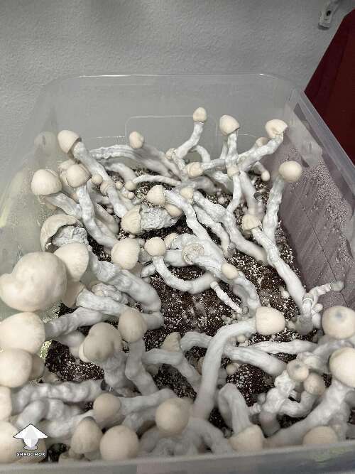Nutcracker magic mushrooms fruiting by trippytrader98