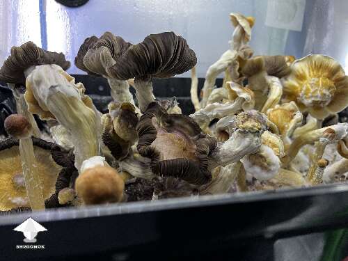 Ghidorah magic mushrooms growing #6