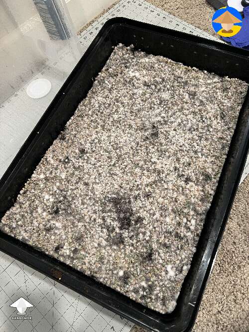 Looking for general feedback before I case the substrate. Contaminated or not?