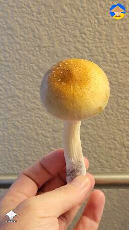 Golden teacher mushroom