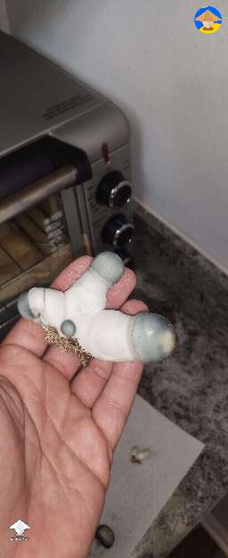 APE mushies