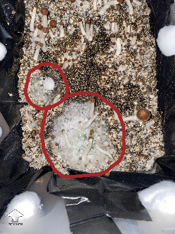 Green mold contamination on mushroom cake