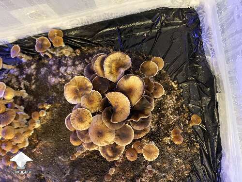 Cubensis Golden Teacher mushrooms fruiting after cobweb mold treatment with hydrogen peroxide