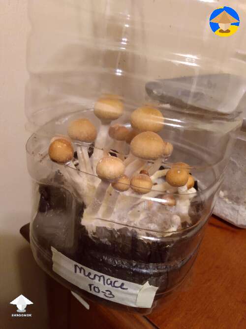Growing mushrooms in bottle