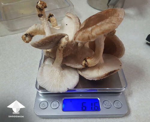 Shiitake harvest new flush