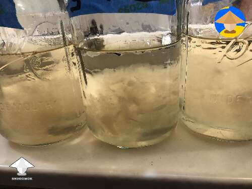 Liquid culture from agar