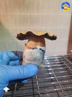 Hillbilly pancake mushroom