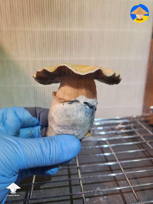 Hillbilly pancake mushroom