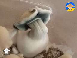 DBY Deep Blue Yeti shroom