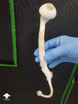 My biggest mushroom yet Albino A+