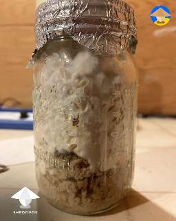 Classic example of wet rot contamination at the bottom. Brown rice spawn jar