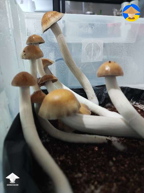 Mr. Peanut magic mushrooms ready for harvesting