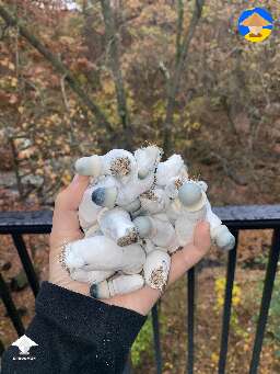 Lunch time with APE mushrooms