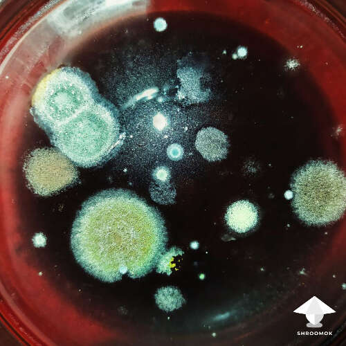 Trichoderma mold on agar