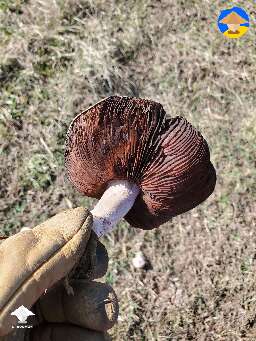 Found these mushrooms. Anybody know what is this? #2