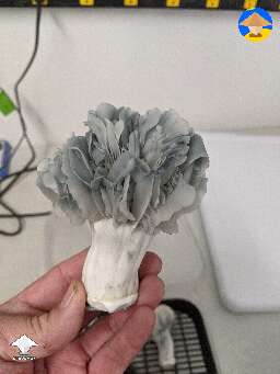 AJMF (Albino Jedi Mind F*ck) shroom