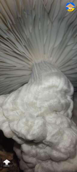 Gandalf magic mushrooms #3
