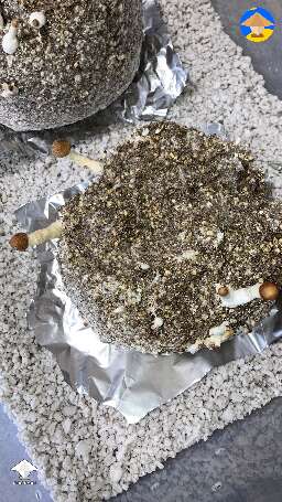 First time grower. How do they look? Details in the description #2