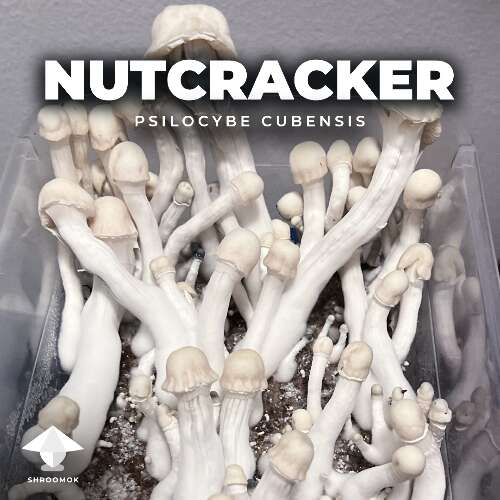 Psilocybe_Cubensis_Nutcracker_mushroom_strain