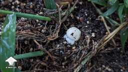 Compost mushroom fruits
