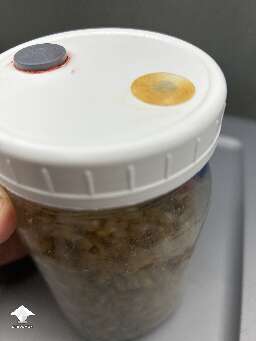 The simplest of problems - air filter was clogged and no air in spawn jar