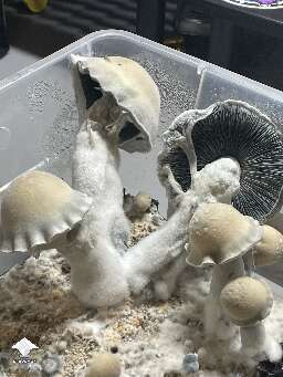 More Haole mushrooms - many over 100g - not bad for neglect tek - by 🧞GT🍄GARGAMEL