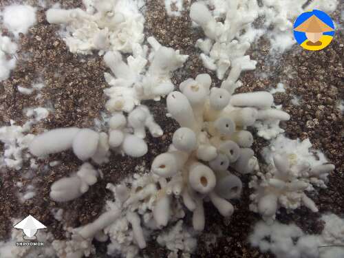 Mushroom mutation coral growth pattern