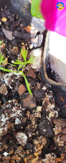 APE mushroom growing between the dividers of my flower garden