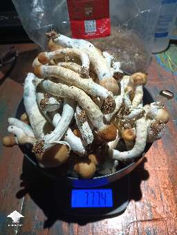 Cubensis Penis Envy - bag harvest