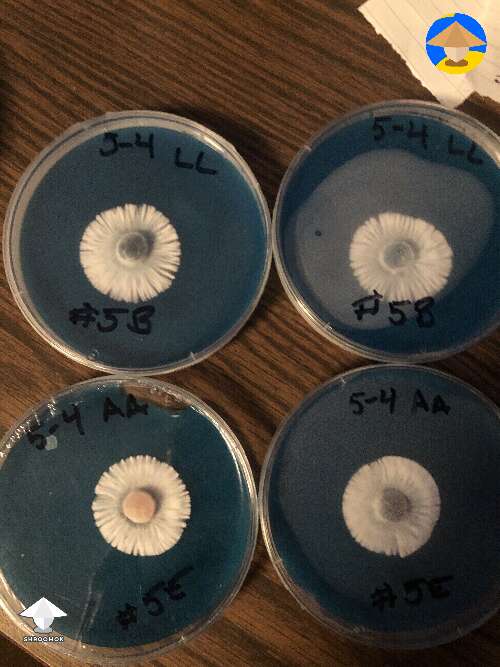 5 days on WBS Agar