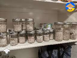 Lions Mane. Sterilized the substrate in the jars, inoculated, waited, this is them out in the world now