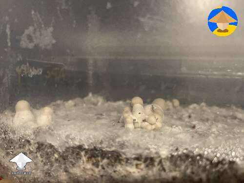 Start of fruiting APEs shrooms