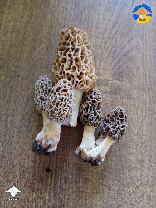 I'd just be tickled to have it clone on the agar - Morchella aka morel by Mycelia