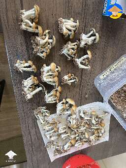 Hillibilly shrooms harvesting