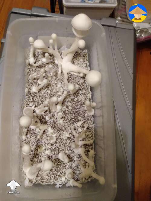 Albino Avery magic mushrooms