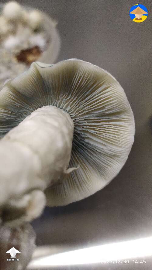 Yeti mushroom grown in small container