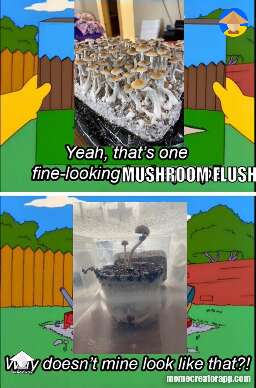 We need a meme channel, Shroomok
