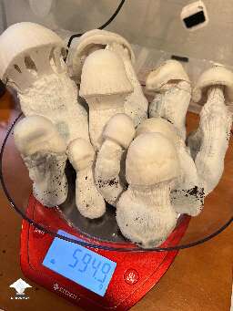 Pearly Gates harvest - 2nd flush - 3.675 oz dry
