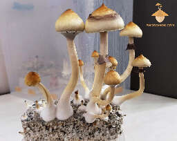Psilocybe cubensis fruiting flush 5