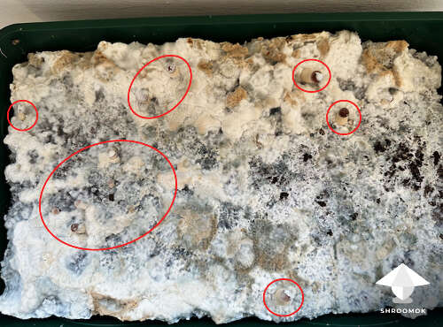 Natalensis cake 2 - start of pinning - day 13 of fruiting period