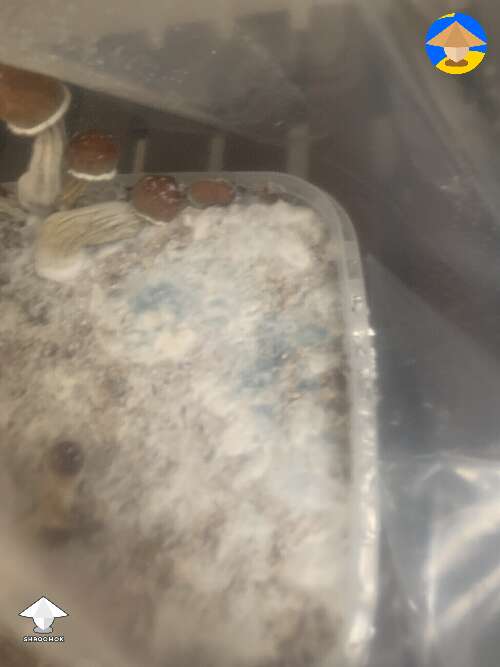 I am worried about this blue mould. Contaminated?