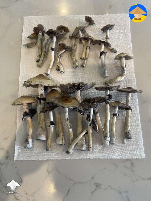 Harvested 2nd flush 