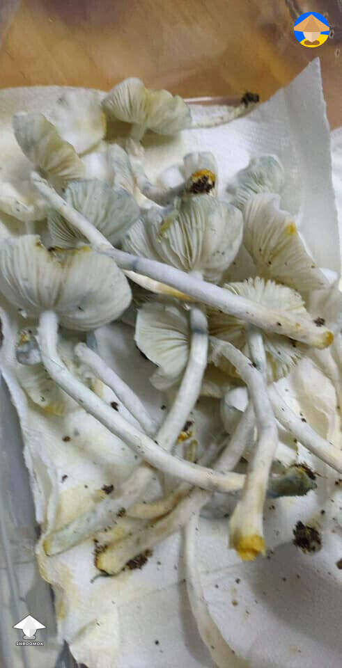 True Albino Teacher mushrooms