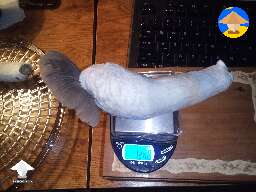 Penis Envy - 126 grams