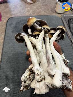 Amazonian shrooms harvest