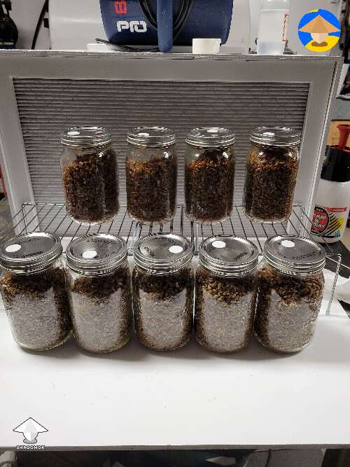 Drippy rye, drippy corn, and regular rye. Cooked and sterilized 14 jars 1L each #2