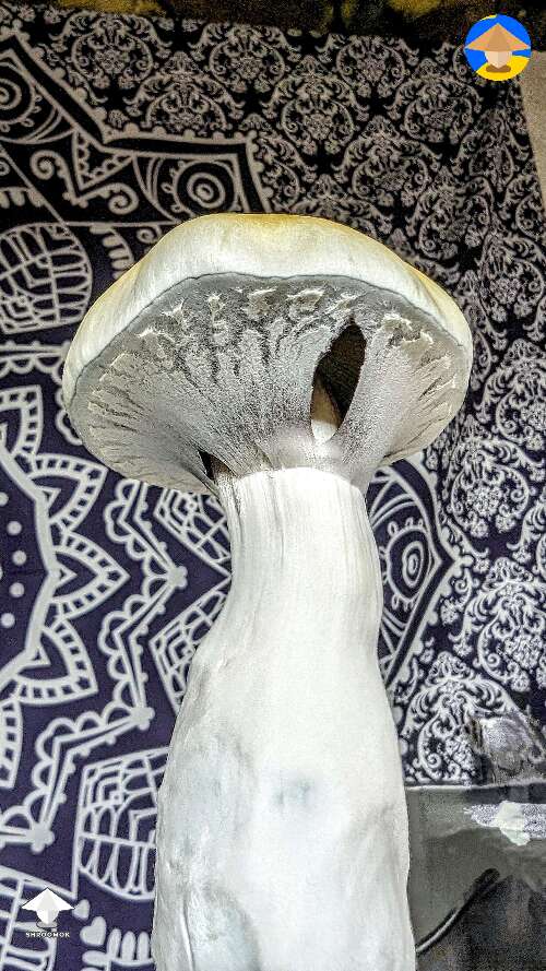 Final flush of Tidal Wave magic mushrooms #4