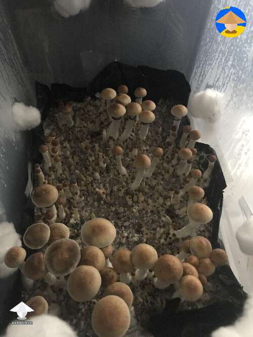 First magic mushroom harvest
