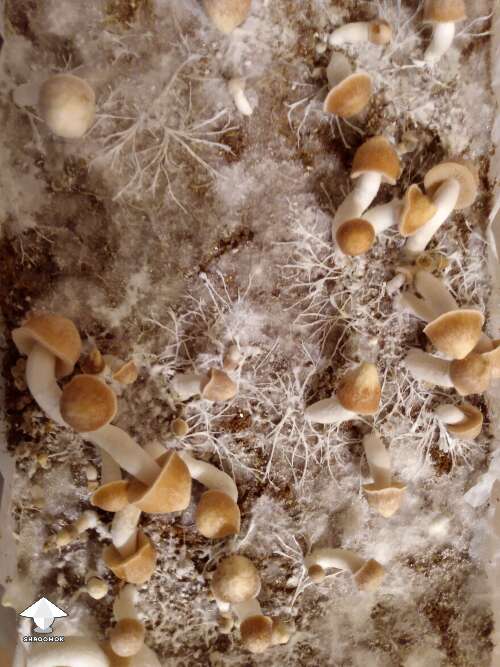 This was initial grow Toque F7 1st flush